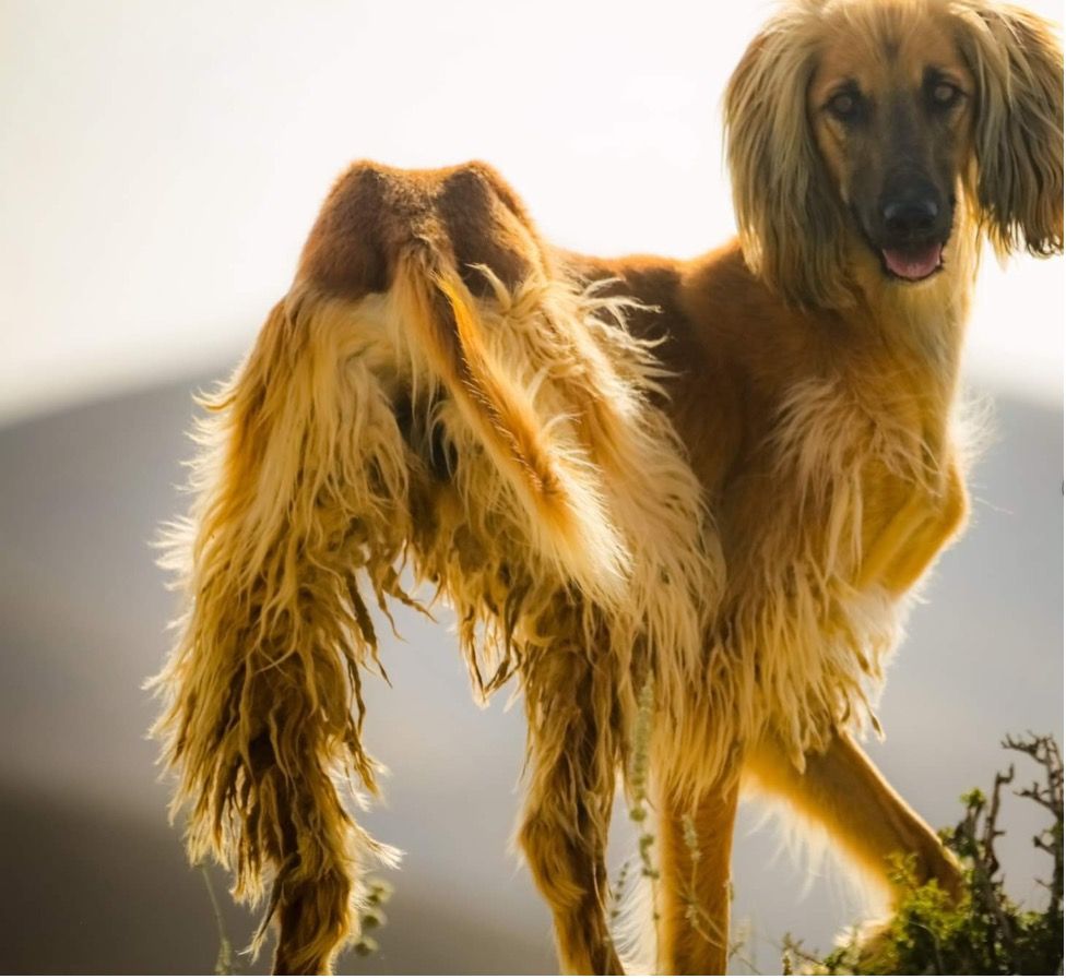 A Thousand Words … 